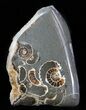 Polished Ammonite Fossil Slab - Marston Magna Marble #63814-1